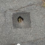 Sidewalk Repair at 14 Sumner Rd