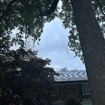Public Trees at 17 Chatham Cir, Brookline 02446