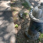 Dead Animals at 51 Manchester Rd