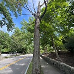 Public Trees at 172 Buckminster Rd