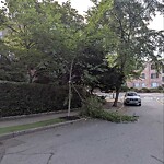 Public Trees at 160 University Rd