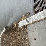 Sidewalk Repair at Gibbs St