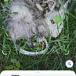 Dead Animals at 53 Crowninshield Rd
