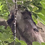 Public Trees at 42.35 N 71.11 W