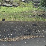 Rodent Issues at 2–98 Lawrence Rd, Brookline 02446