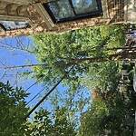 Public Trees at 82 Fuller St