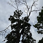 Public Trees at 51 Addington Rd