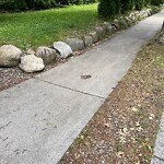 Dead Animals at 182 Babcock St