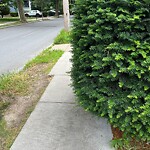 Sidewalk Obstruction at 43 Verndale St