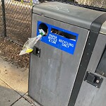 Trash/Recycling at 345 Harvard St