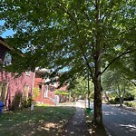 Public Trees at 30 Stetson St