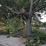 Public Trees at 163 171 Summit Ave