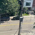 Dead Animals at 29 Longwood Ave, Brookline 02446