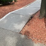 Sidewalk Obstruction at 17 Alton Pl