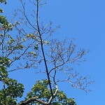 Public Trees at 25 Abbottsford Rd