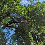 Public Trees at 60 Verndale St