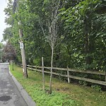 Public Trees at 290 Arlington Rd