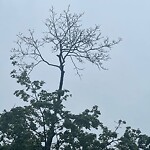Public Trees at 25 Abbottsford Rd