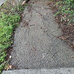 Sidewalk Repair at 21 Penniman Rd