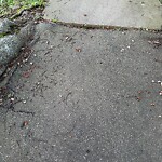 Sidewalk Repair at 21 Penniman Rd
