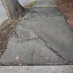 Sidewalk Repair at 21 Penniman Rd