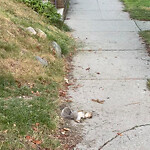Dead Animals at 91 Abbottsford Rd