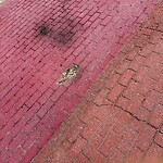 Dead Animals at 747 Washington St