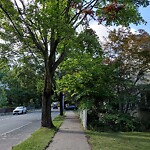 Public Trees at 653 Chestnut Hill Ave