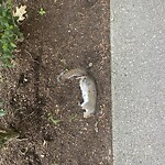 Dead Animals at 150 Pleasant St, Brookline 02446