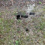 Rodent Issues at 42.33 N 71.15 W