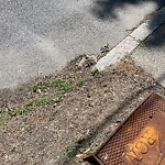 Dead Animals at 39 Adams St