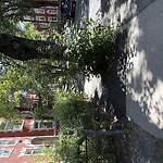 Sidewalk Obstruction at 19 Strathmore Rd