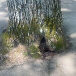 Public Trees at 225 Reservoir Rd, Chestnut Hill
