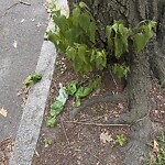 Trash/Recycling at 56 Marshal St