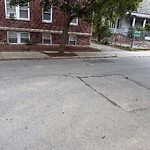 Dead Animals at 63 Francis St