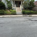 Dead Animals at 77 Perry St