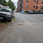 Dead Animals at 1070 Beacon St