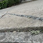 Sidewalk Repair at 166 Fuller St