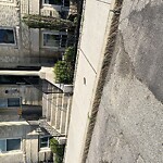Dead Animals at 52 Kent St