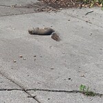 Dead Animals at 25 Copley St
