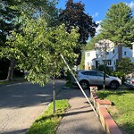 Sidewalk Obstruction at 69 Dale St, Chestnut Hill