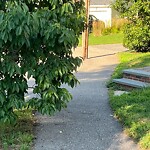 Sidewalk Obstruction at 91 Dale St, Chestnut Hill