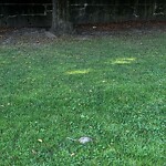 Dead Animals at 42.33 N 71.12 W