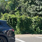 Traffic Signal at Longwood Ave