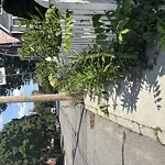 Sidewalk Obstruction at 48 Auburn St