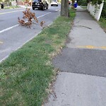 Public Trees at 657 Chestnut Hill Ave
