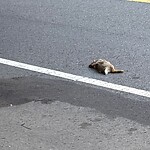 Dead Animals at 111 Babcock St