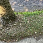 Dead Animals at 39 Crowninshield Rd