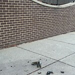 Sidewalk Obstruction at 24 Village Way