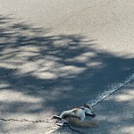 Dead Animals at 54 Cypress St